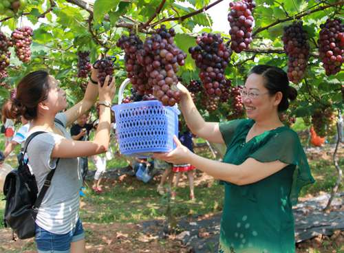 八月初八葡萄节1.jpg